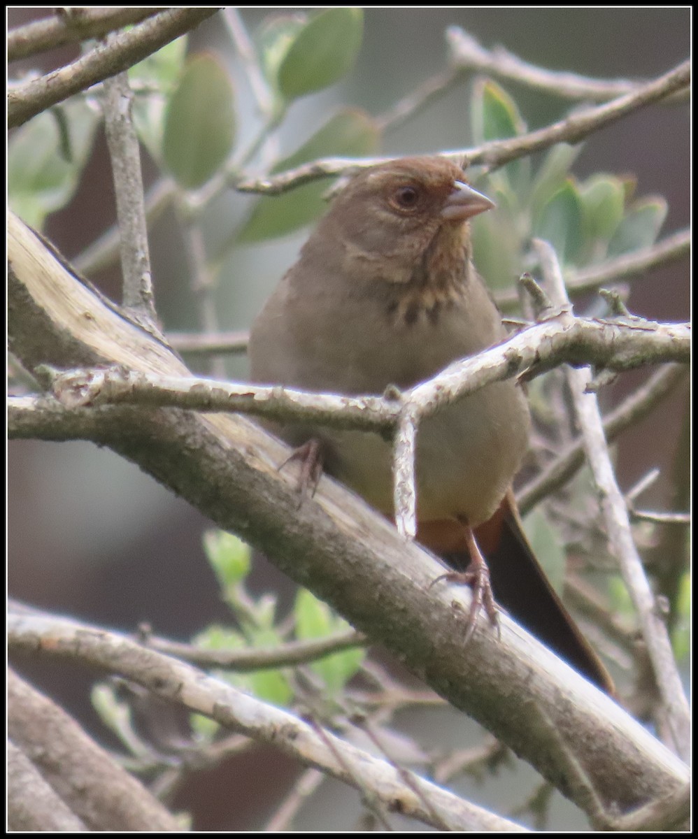 カリフォルニアムジトウヒチョウ - ML646929914