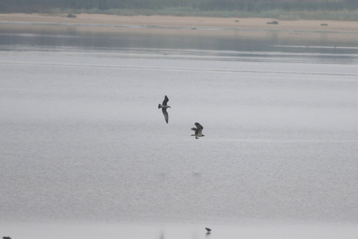 ミサゴ - ML646929915