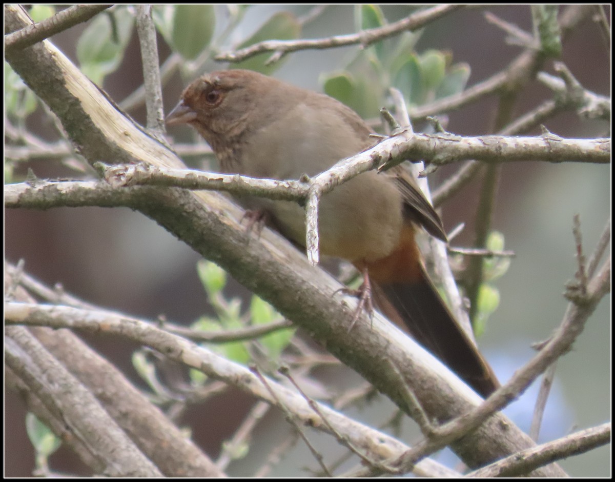 カリフォルニアムジトウヒチョウ - ML646929917