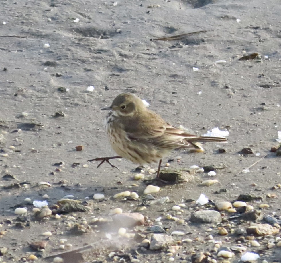 アメリカタヒバリ - ML646929919