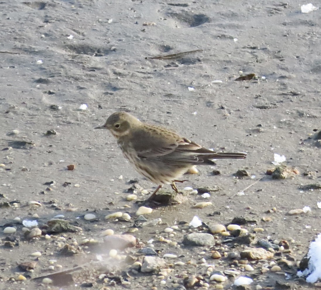 アメリカタヒバリ - ML646929920