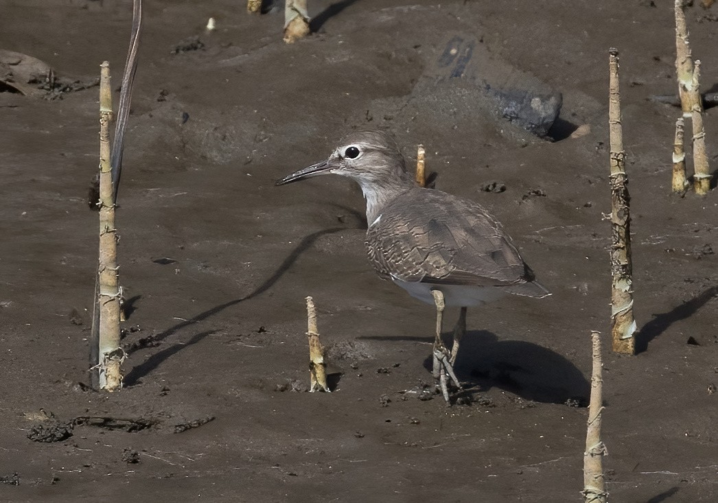 イソシギ - ML646929921