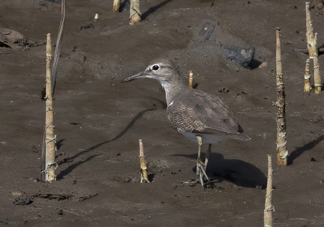 イソシギ - ML646929922