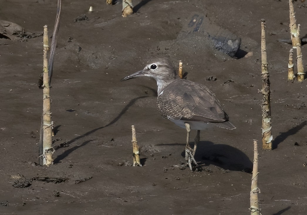 イソシギ - ML646929923