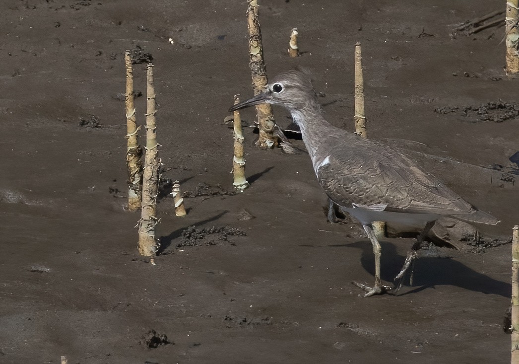 イソシギ - ML646929924