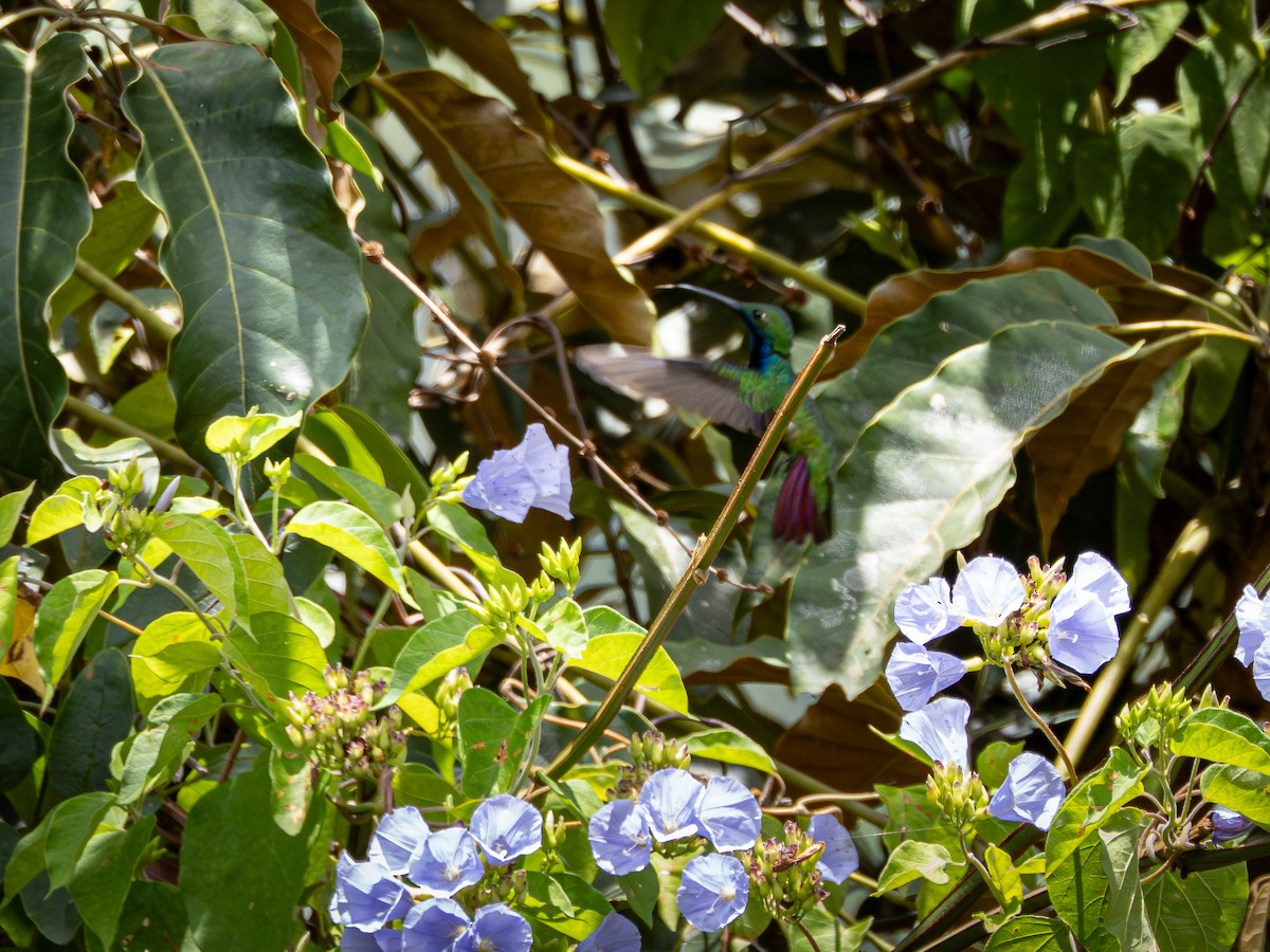 ムナグロマンゴーハチドリ - ML646929925