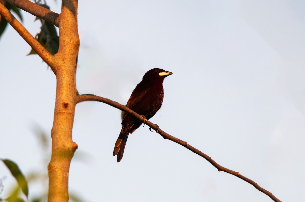 ギンバシベニフウキンチョウ - ML646929926