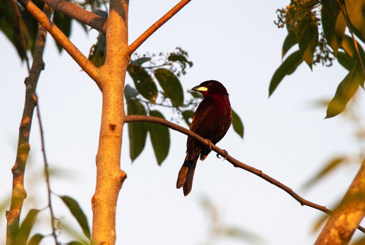 ギンバシベニフウキンチョウ - ML646929927