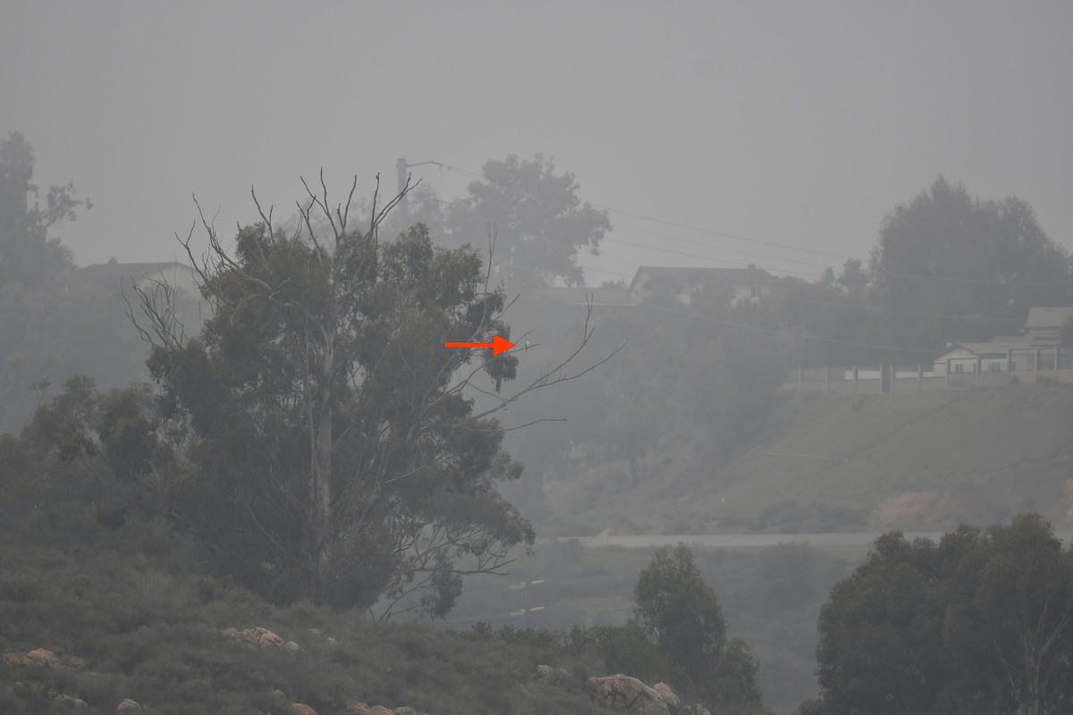 Prairie Falcon - ML646929928