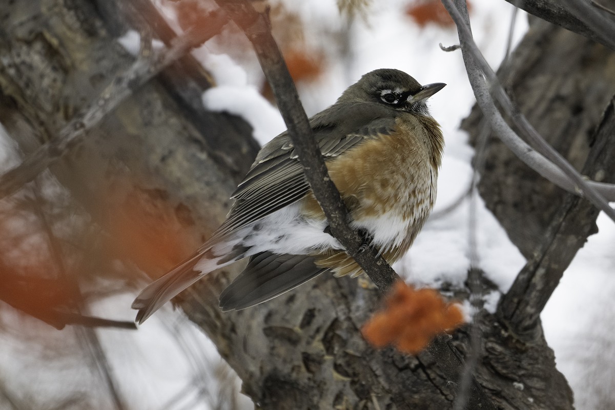 コマツグミ - ML646929937