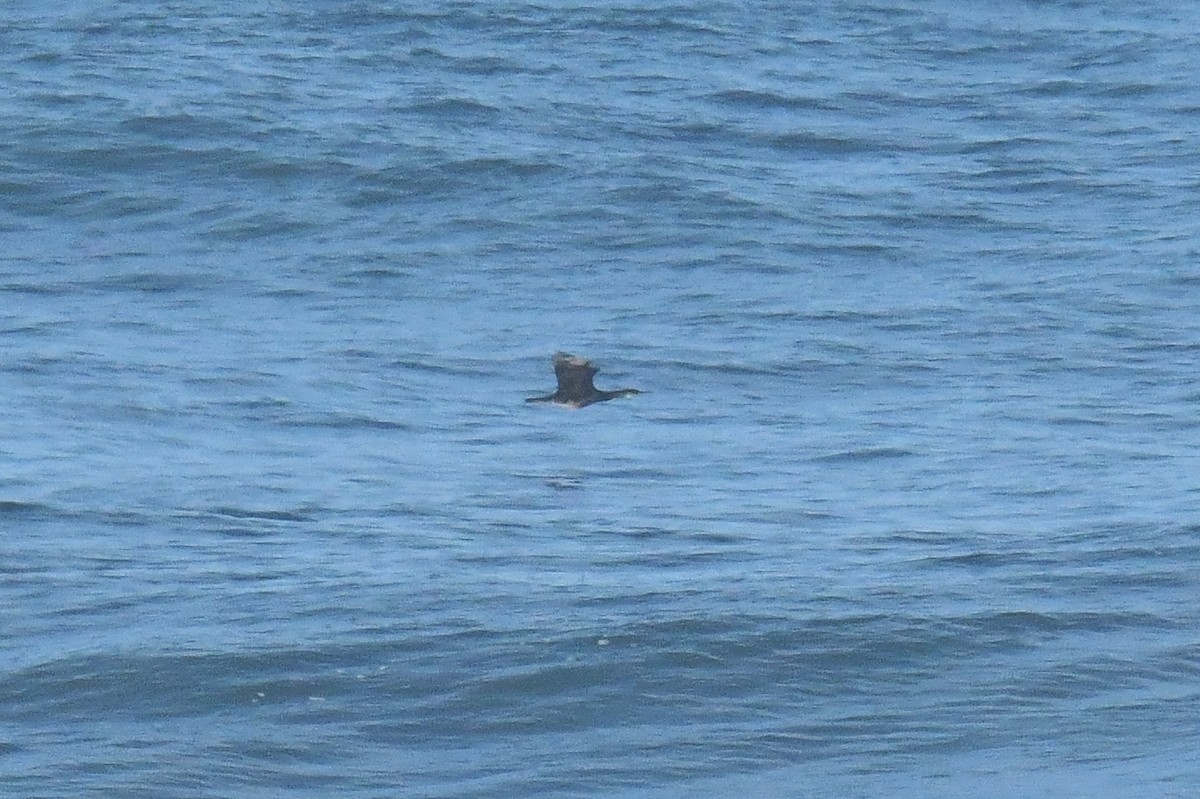 European Shag - ML646929938