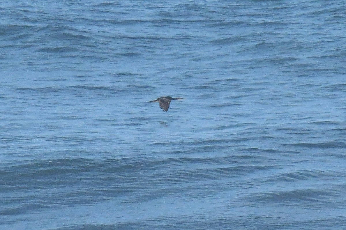 European Shag - ML646929939