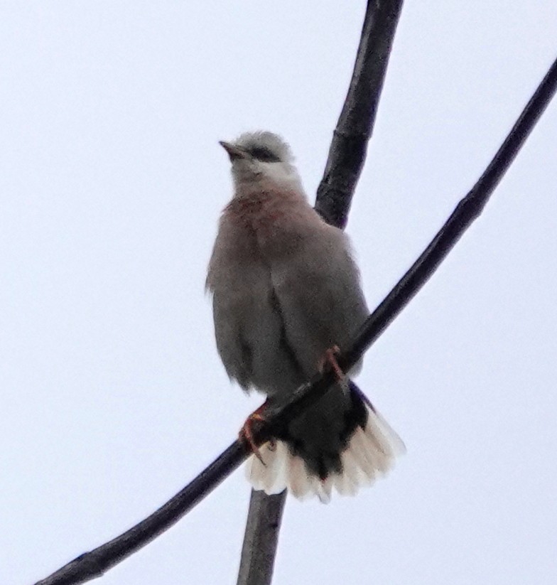 Vinous-breasted Myna - ML646929940