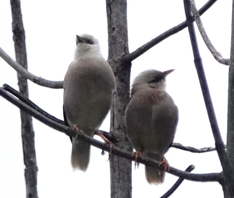 Vinous-breasted Myna - ML646929941