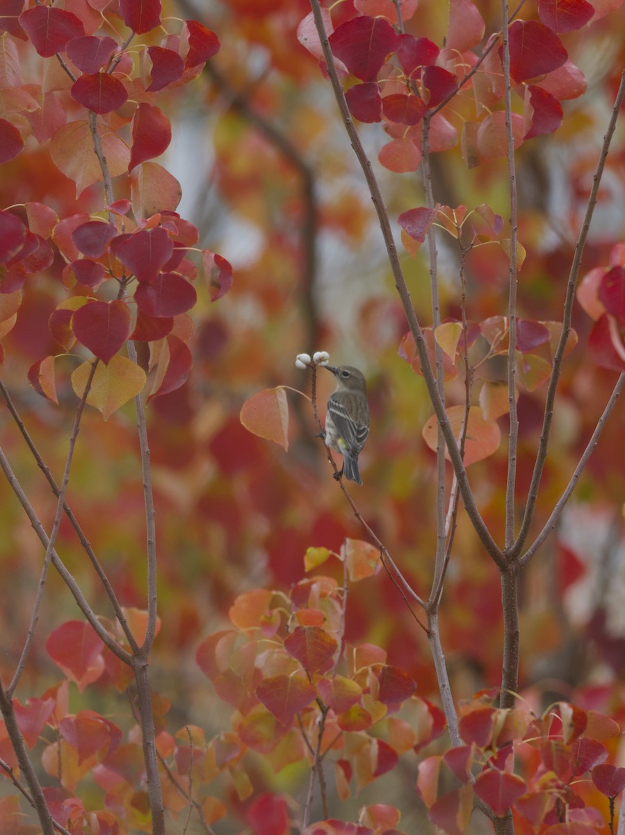 סבכון הכתר - ML646929942
