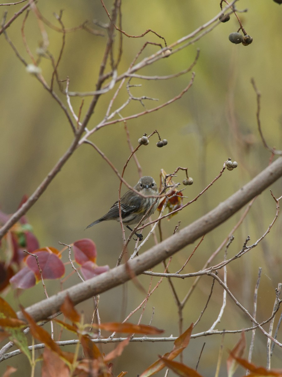 סבכון הכתר - ML646929943