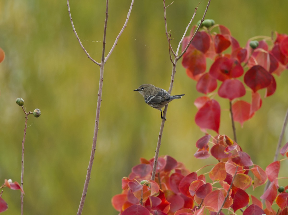 סבכון הכתר - ML646929945