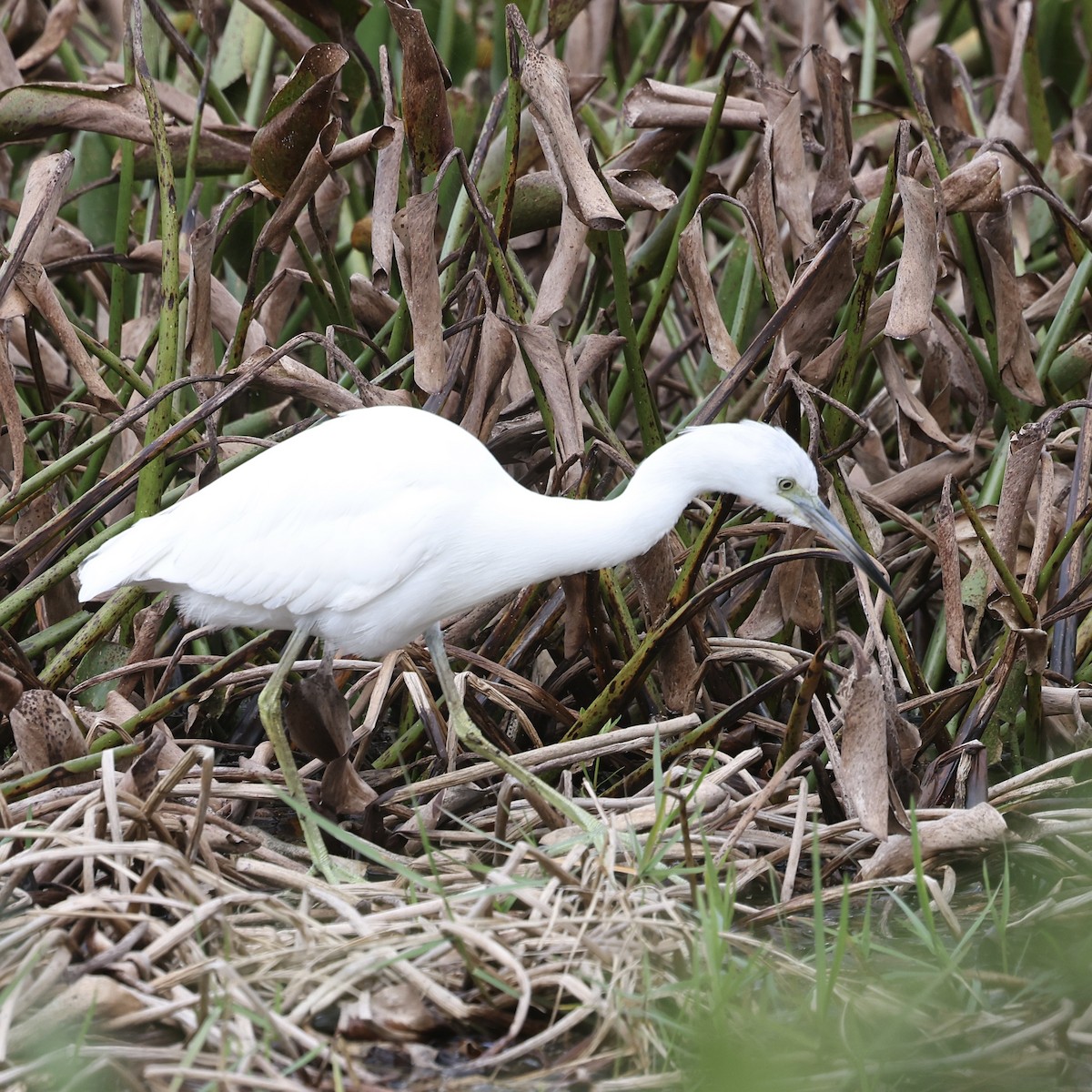 Little Blue Heron - ML646929947