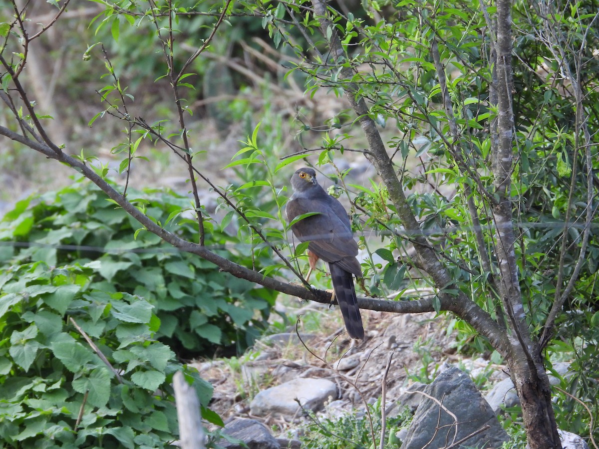 Bicolored Hawk - ML646929948