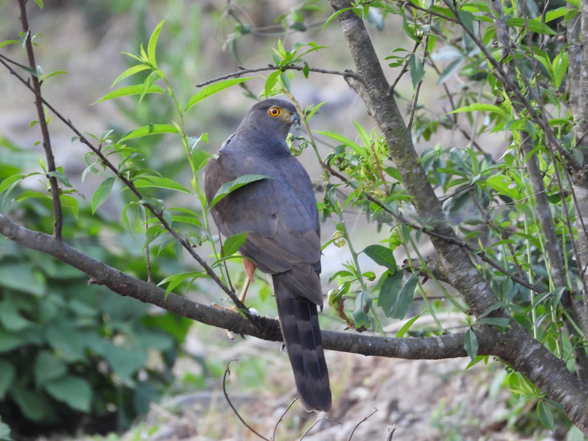 Bicolored Hawk - ML646929949