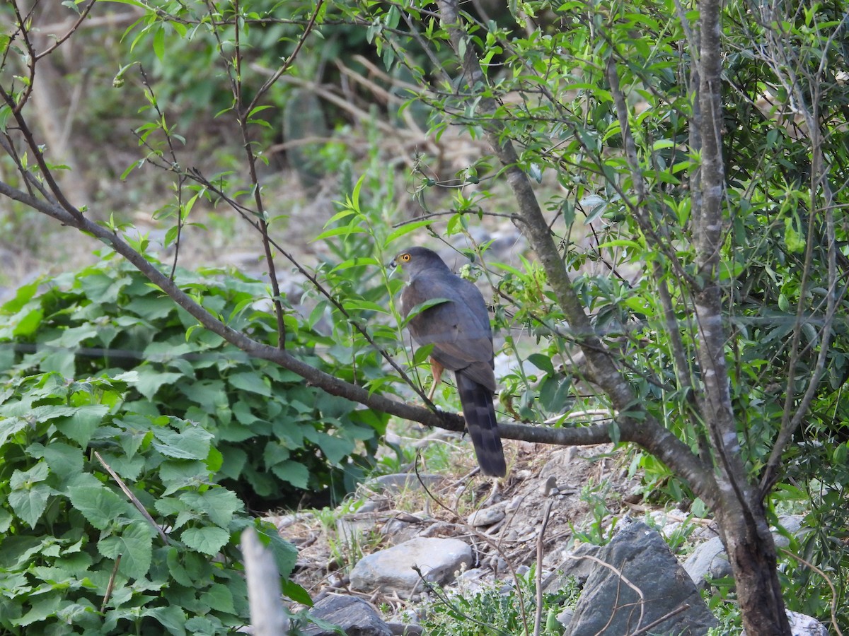 Bicolored Hawk - ML646929951