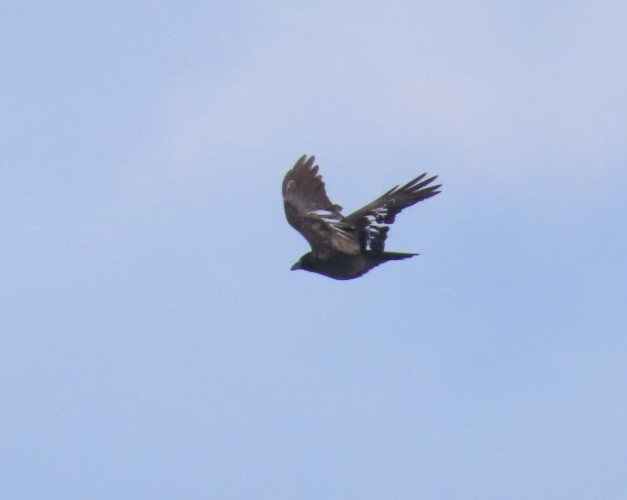 American/Fish Crow - ML646929953