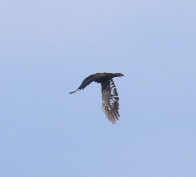 American/Fish Crow - ML646929954