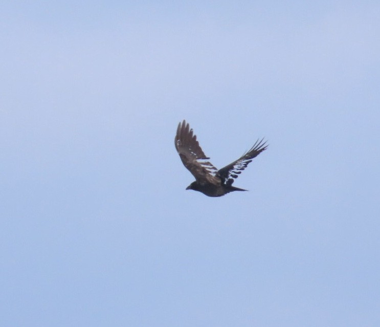 American/Fish Crow - ML646929955