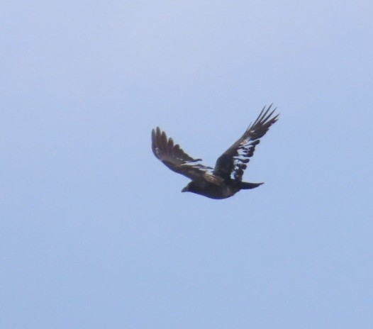 American/Fish Crow - ML646929956