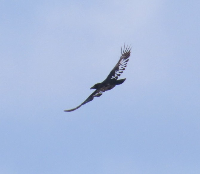 American/Fish Crow - ML646929957