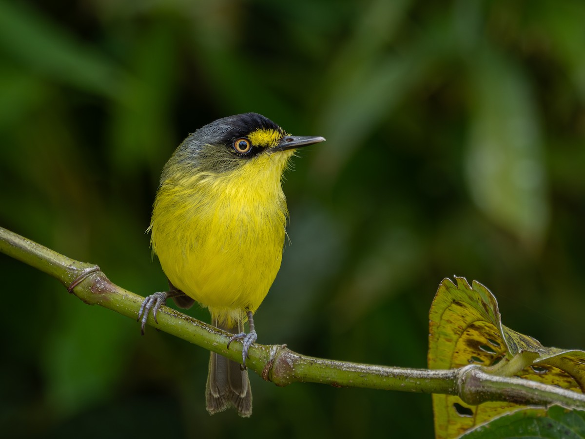 Titirijí Cabecigrís - ML646929961