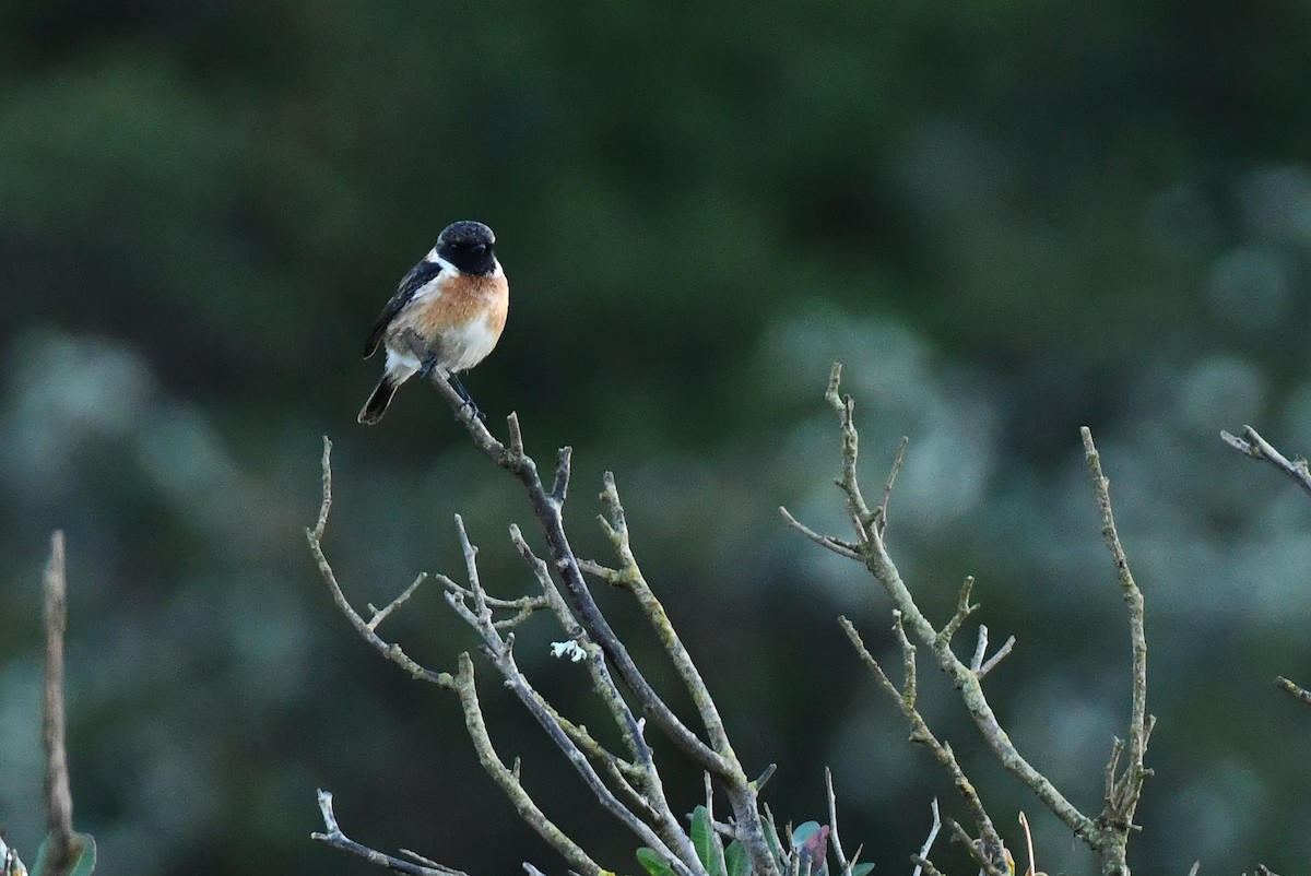 European Stonechat - ML646929962