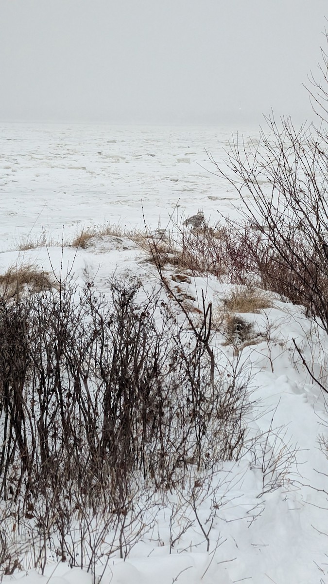 Snowy Owl - ML646929965