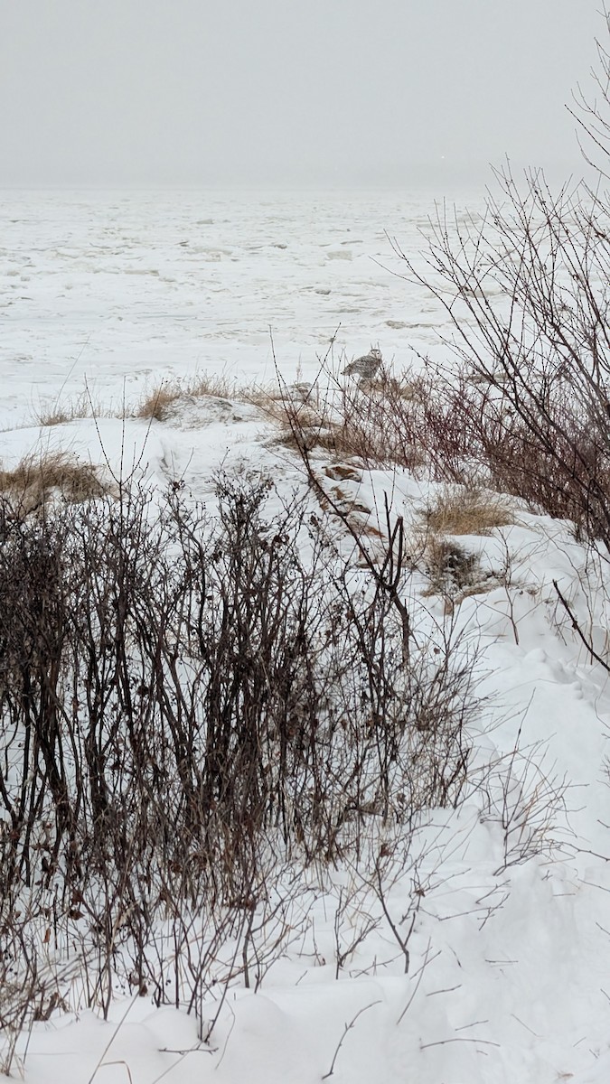 Snowy Owl - ML646929966