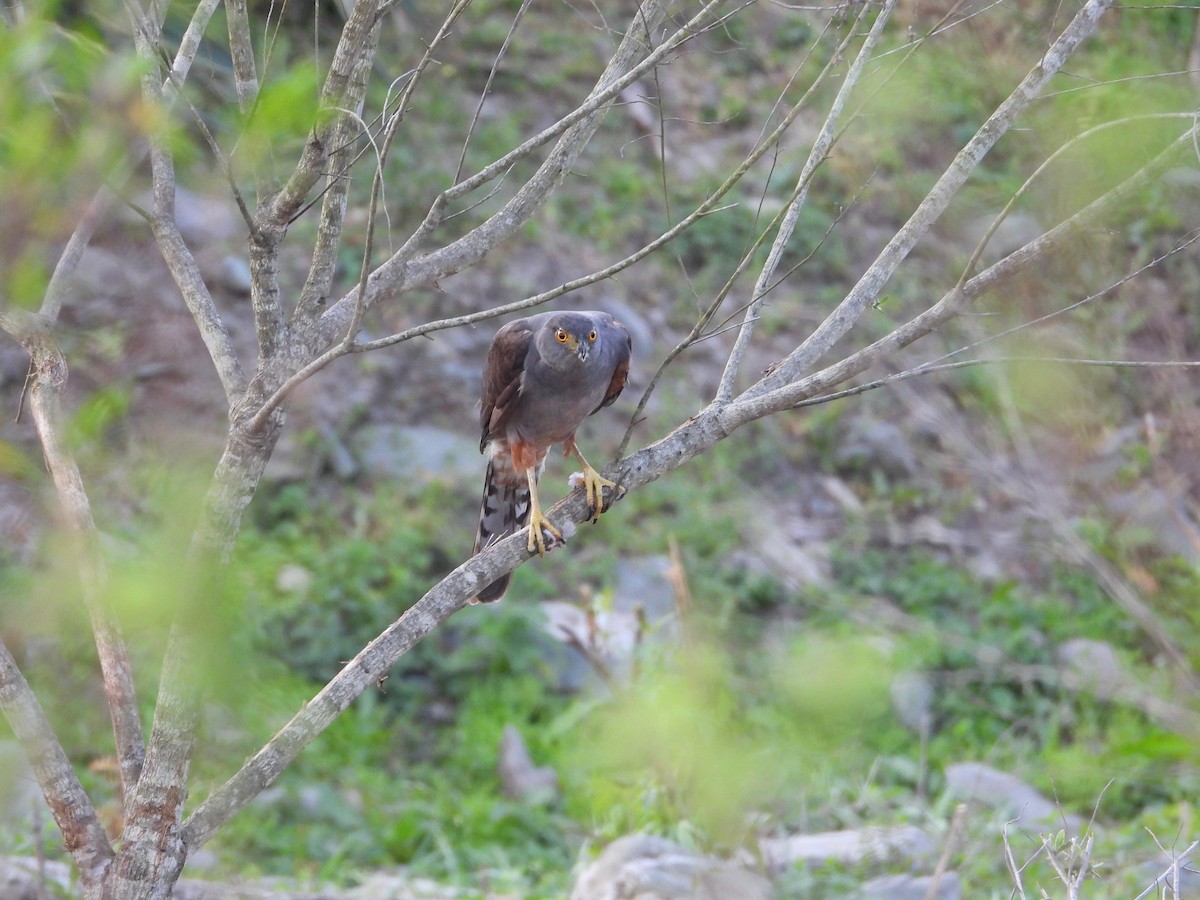 Bicolored Hawk - ML646929972