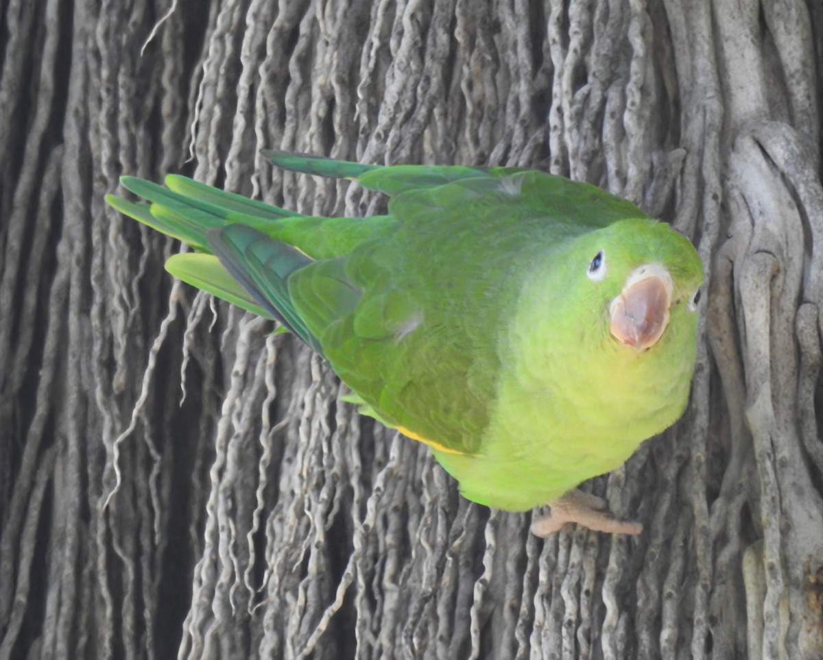 Yellow-chevroned Parakeet - ML646929980