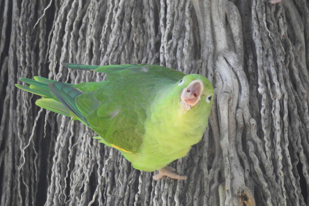 Yellow-chevroned Parakeet - ML646929981