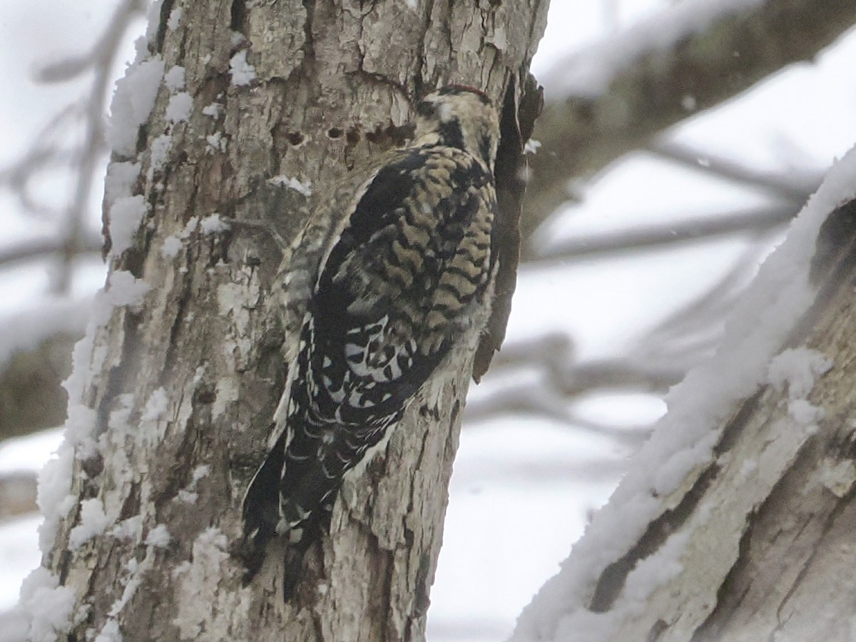 Yellow-bellied Sapsucker - ML646929983