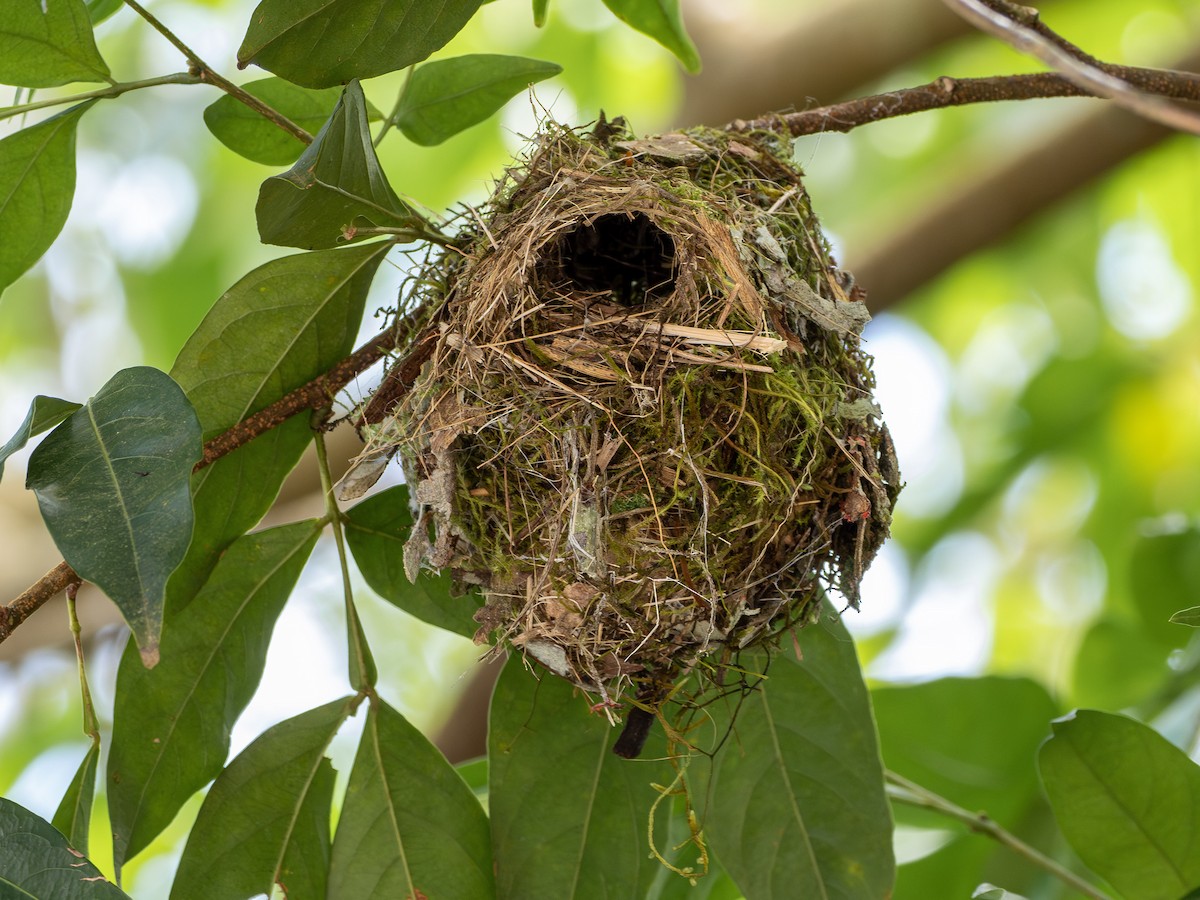 Titirijí Cabecigrís - ML646929986