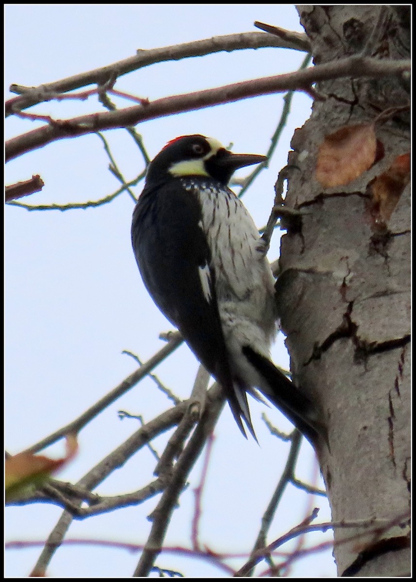 Гіла чорновола - ML646929995