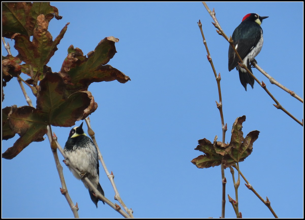 Гіла чорновола - ML646929996