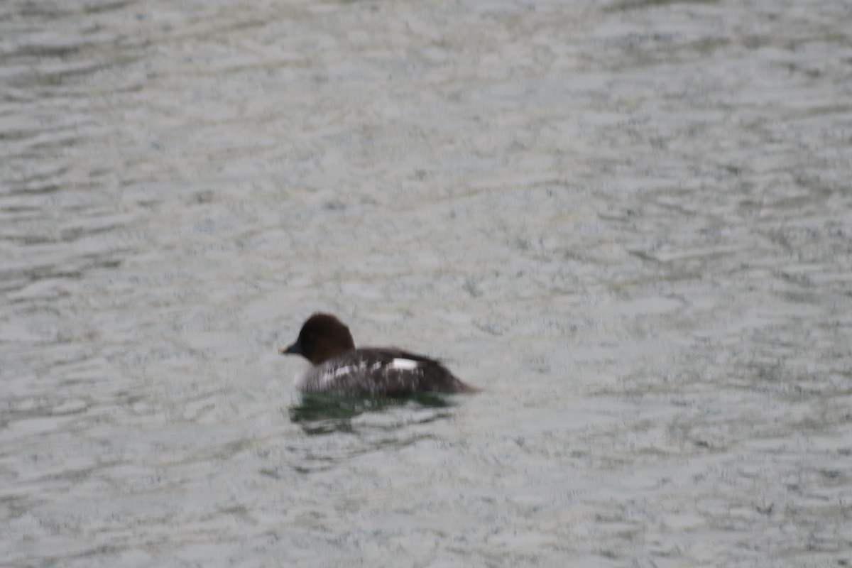 Murgilari urrebegia - ML646929998