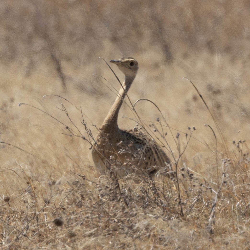 Schwarzbauchtrappe - ML646930002