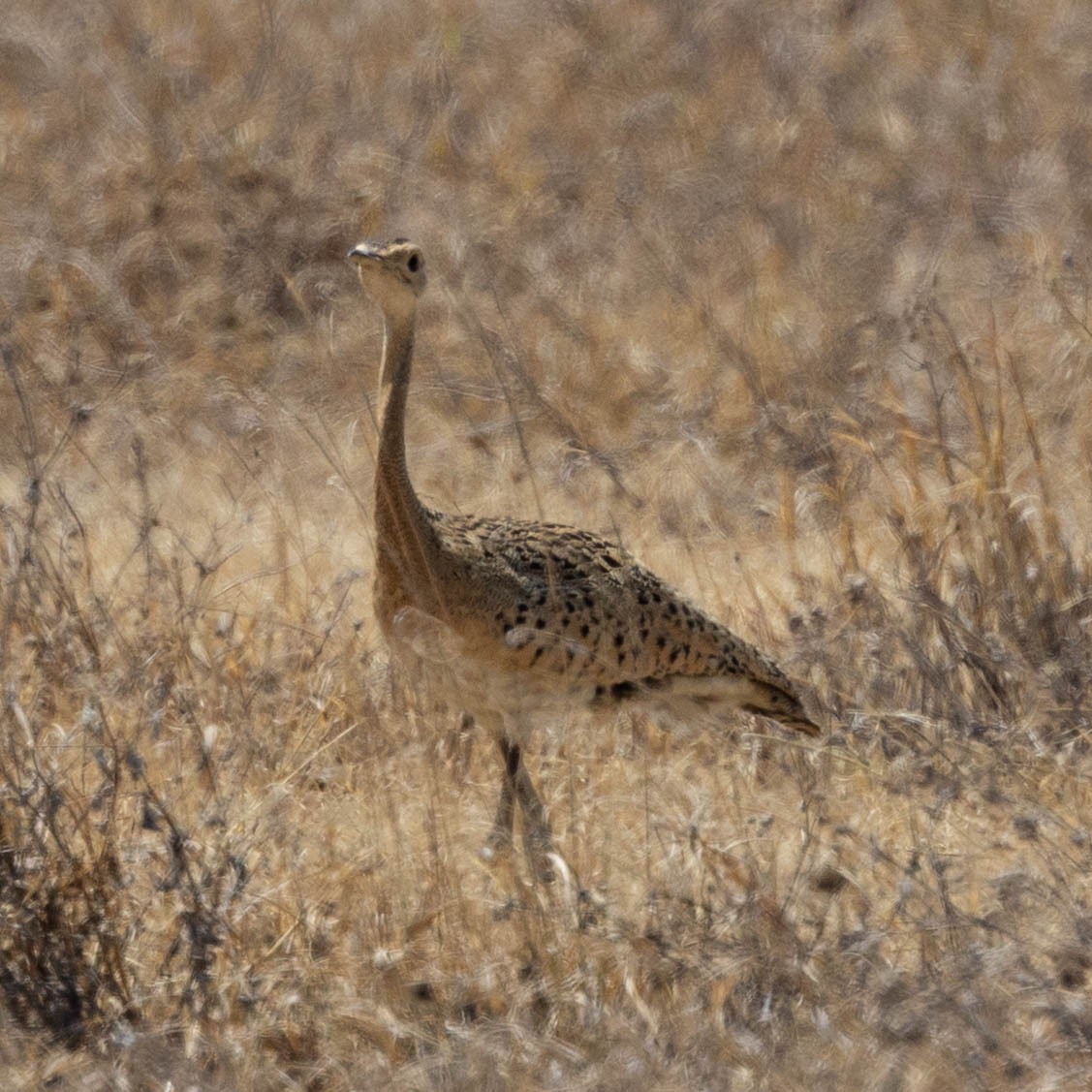 Schwarzbauchtrappe - ML646930003