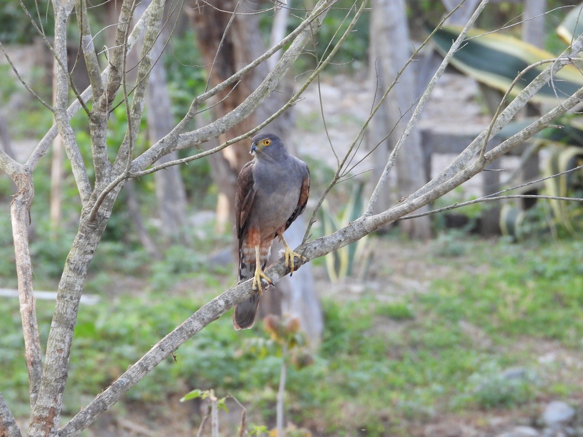 Bicolored Hawk - ML646930005