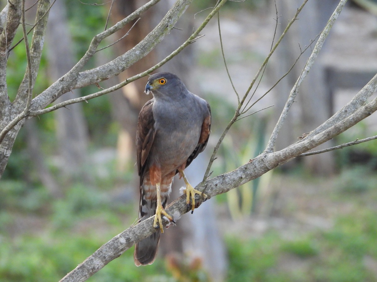 Bicolored Hawk - ML646930006