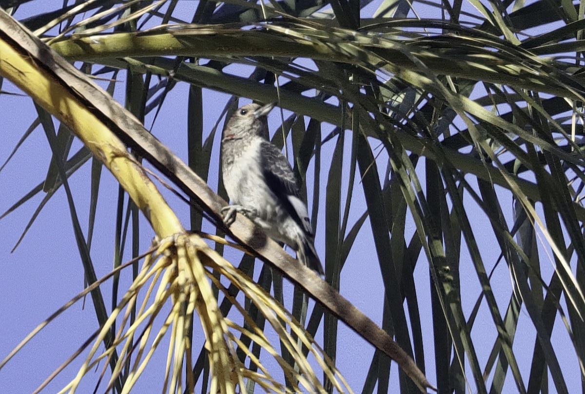 Red-headed Woodpecker - ML646930011