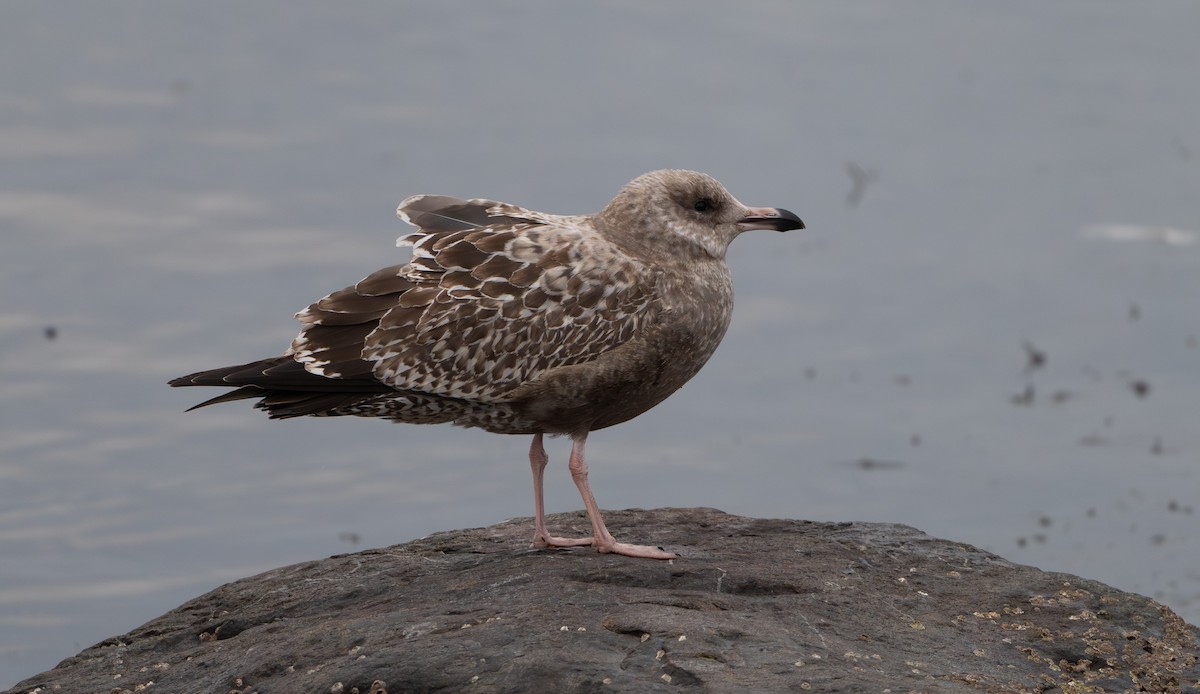 American Herring Gull - ML646930015