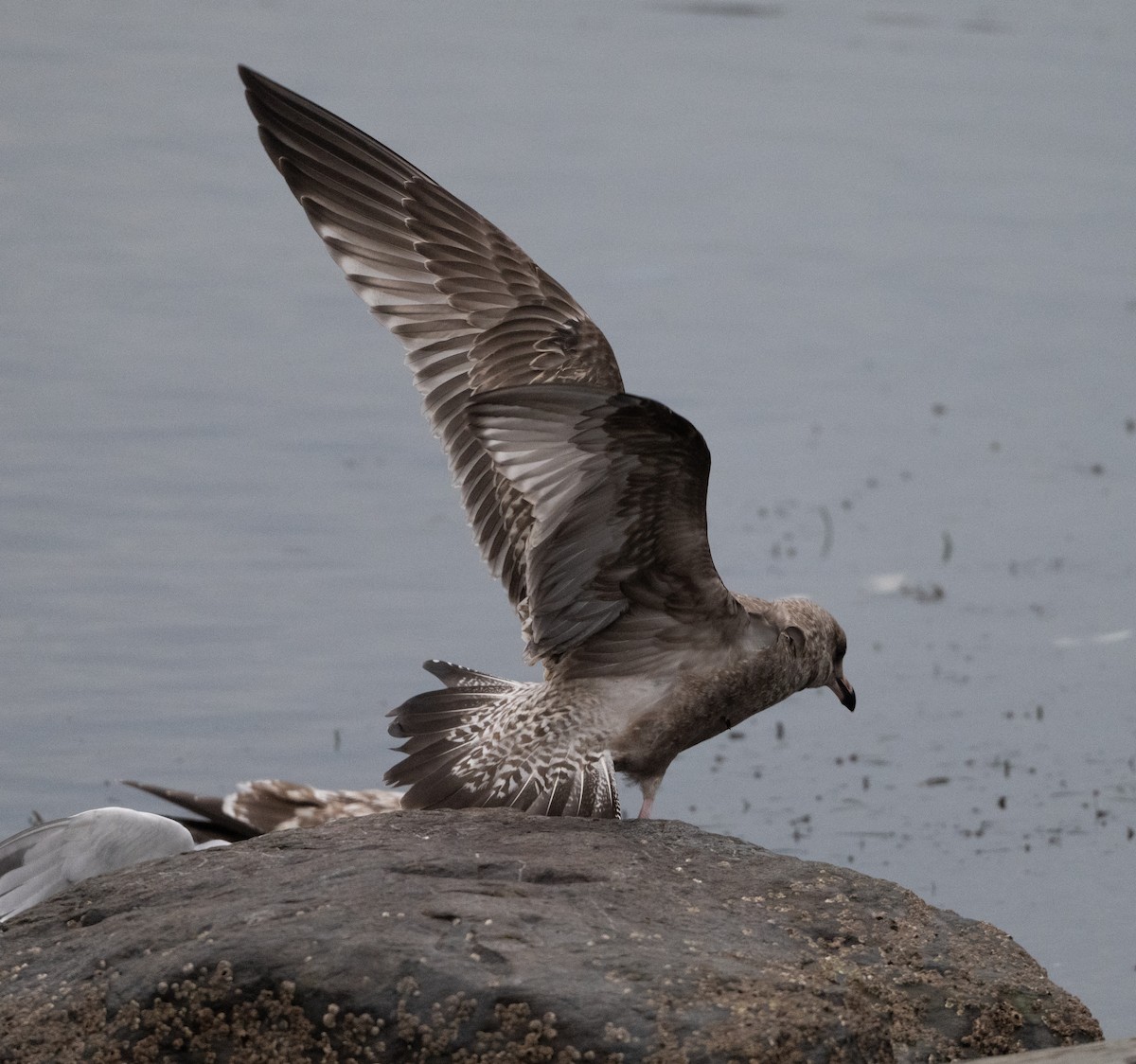 American Herring Gull - ML646930016