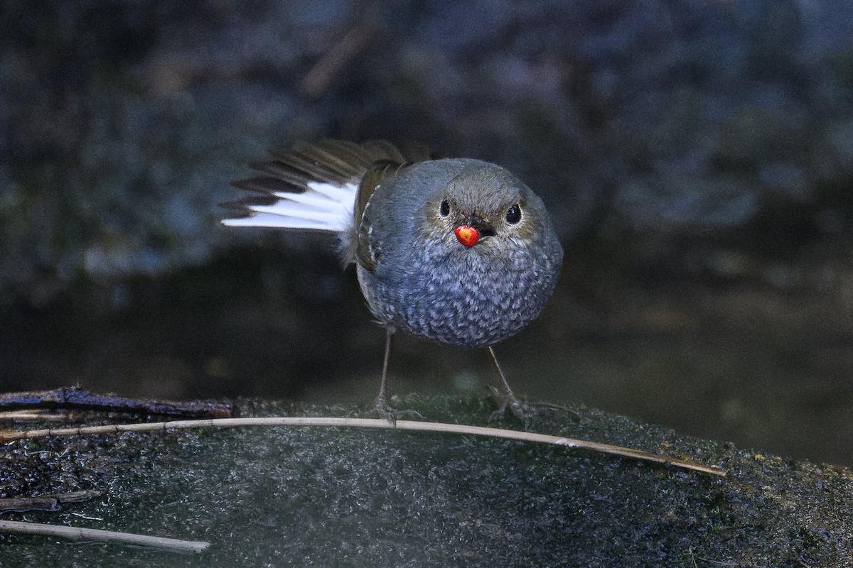 Plumbeous Redstart - ML646930018
